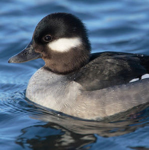 Meet your Posher, Isaiah